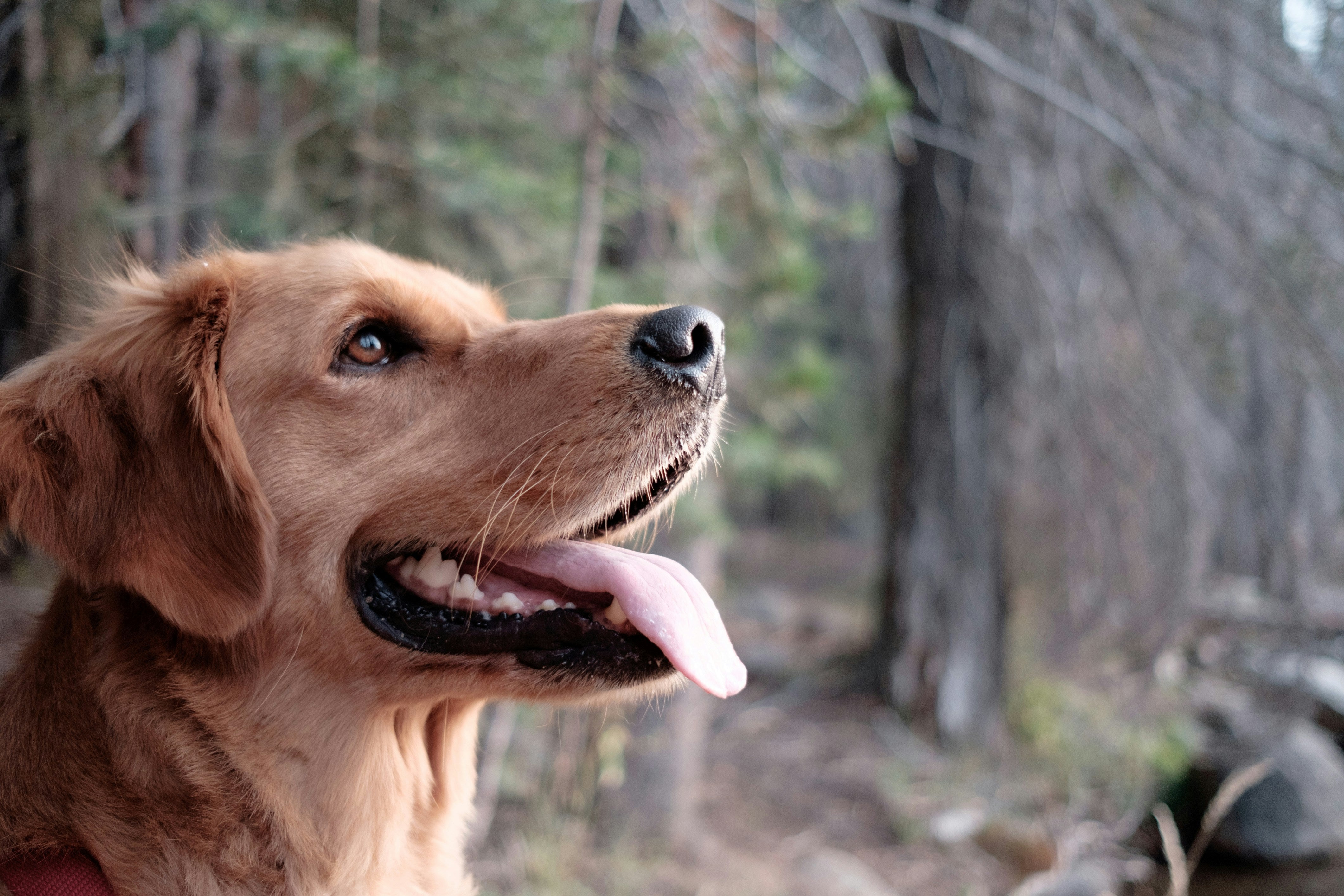 Real Dog Owners Share How Elite Canine Rosehip Boosted Their Pup's Bounce