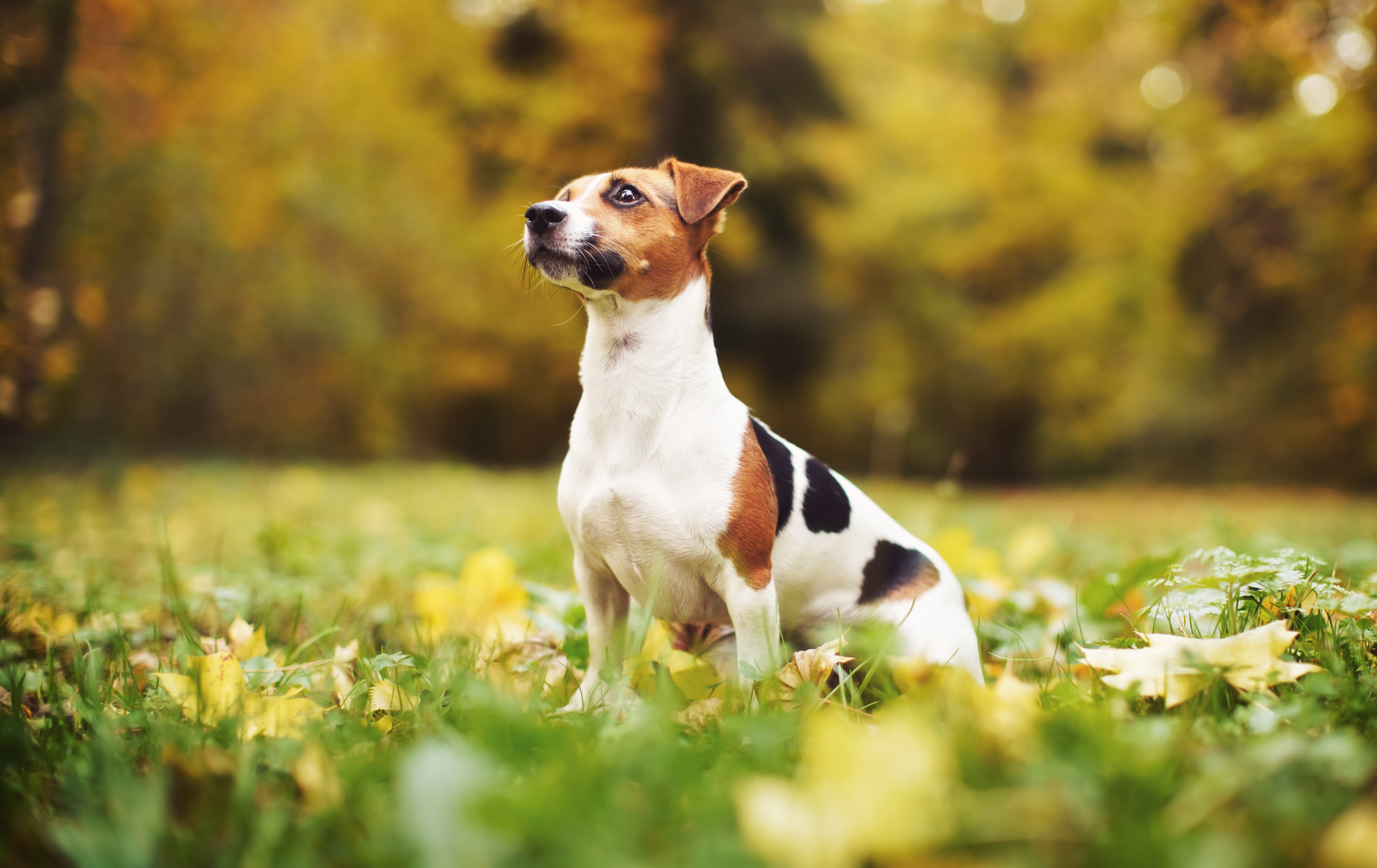 Protecting Your Dog's Joints: Early Signs, Natural Support with Rosehips, and Optimal Canine Health